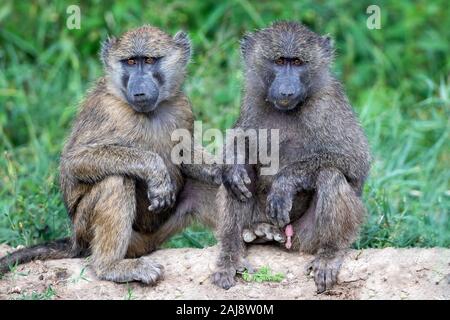 Due giovani Olive baboons (Papio anubis) seduti insieme guardando verso la macchina fotografica con uno sfondo naturale in una riserva di gioco in Kenya. Foto Stock