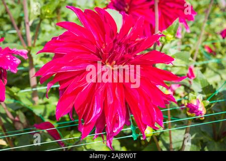 Gigante rosso porpora fiorisce su Dahlia Babilonia Paars fioritura in settembre nel Regno Unito Foto Stock