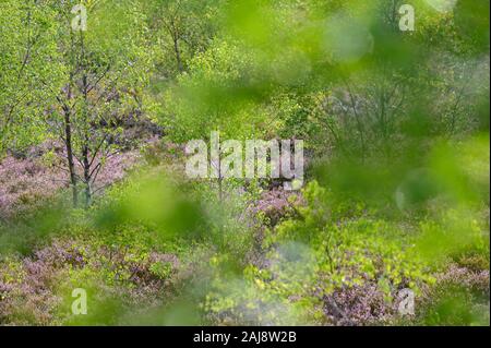 Thursley Riserva Naturale Nazionale, SSSI, Surrey Foto Stock