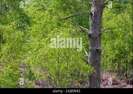 Thursley Riserva Naturale Nazionale, SSSI, Surrey Foto Stock