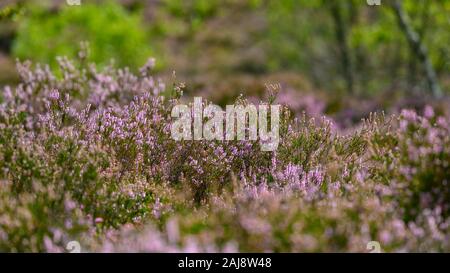 Thursley Riserva Naturale Nazionale, SSSI, Surrey Foto Stock
