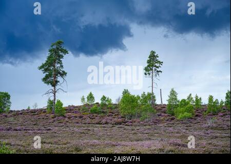 Thursley Riserva Naturale Nazionale, SSSI, Surrey Foto Stock