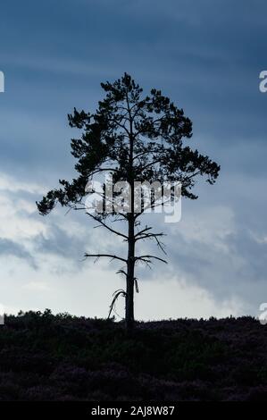 Thursley Riserva Naturale Nazionale, SSSI, Surrey Foto Stock