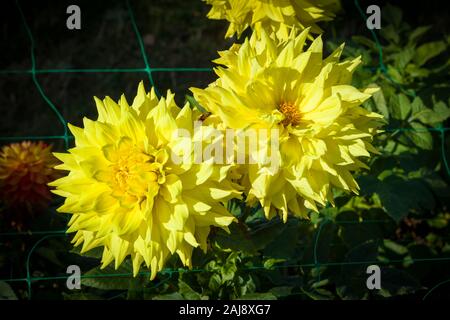 Di colore giallo brillante fiorisce su Dahlia Shirwell Greta fioritura in settembre nel Regno Unito Foto Stock