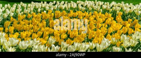 Fioritura di tulipani colorati nella primavera del giardino vista ravvicinata. Giallo e Bianco Tulip freschi Fiori disposte in letto di fiori. Sullo sfondo della natura di tulipani su S Foto Stock