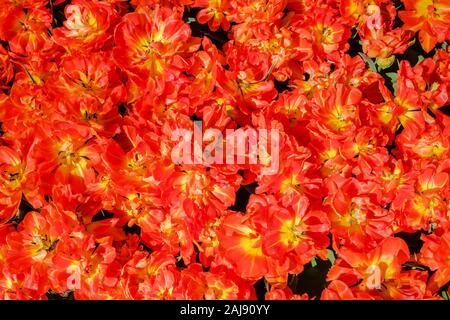 Vista ravvicinata del meraviglioso rosso-arancione doppie aperte tulipani. Tulip flower letto in floricoltura olandese giardino Keukenhof con vari primavera-flowerin Foto Stock