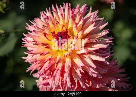 Dettagliate fino in prossimità di una rosa e giallo "Hapet Perfekt' Fiore Dahlia sotto il sole Foto Stock