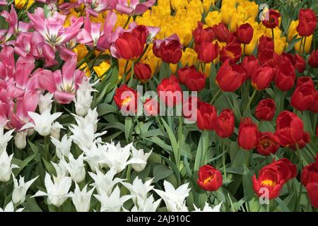 Fioritura di tulipani colorati nella primavera del giardino vista ravvicinata. I variopinti colori dei tulipani (rosa, bianco, rosso, arancione, giallo, verde, viola) piantate in ga Foto Stock