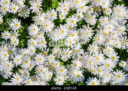 Vista superiore closeup di splendida fioritura bianco anemoni doppia. Fiore di Anemone letto in floricoltura olandese giardino Keukenhof con vari primavera-flowe Foto Stock