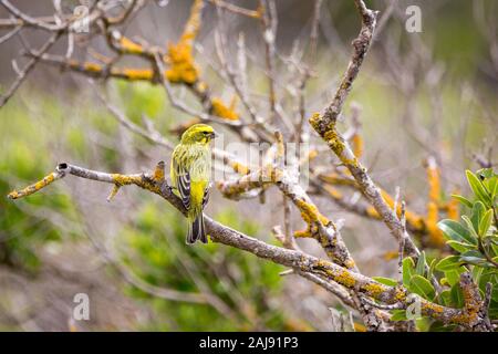 Giallo canarino (Crithagra flaviventris) seduto su un ramo, Sud Africa Foto Stock