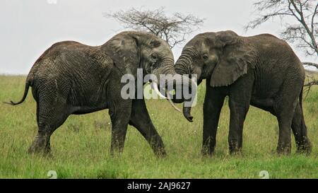 Elefante africano (Loxodonta africana) due tori da combattimento, Serengeti National Park; Tanzania Foto Stock