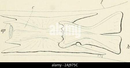 Un trattato di zoologia . et una considerevole porzione del upperlobe può ])e derivata dalla pinna epichordal (Fig. 46). Thecomposition della pinna caudale così varia nelle diverse famiglie, eun più precisi di studio del suo sviluppo potrebbe produrre risultati utili. L'Abete;. 341. Calliunijmus lui, L. laterale sinistra delle due ultime vertebre caudali, ingrandita, v.p, processo anteriorarticulating ; c, centrum ; //, espansione hypural ; t, profilo della coda. In un grande numero di più primitiva Teleostei l'osso trovanella adulto è di struttura normale con diramazione osso-celle, vascularcanals, e una matrice lamellari Foto Stock