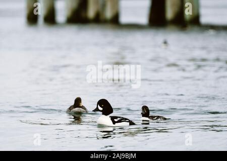 Tre anatre Goldeneye di Barrow che nuotano nel Puget Sound Foto Stock