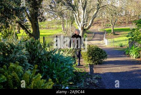 Brighton Regno Unito 3 Gennaio 2020 - Una donna fa cadere il suo albero di Natale in corrispondenza di un punto di riciclaggio in Queens Park Brighton come la vacanza festosa volge al termine. Ogni albero raccolti in Brighton è trasformato in ammendanti o compost e impedisce ulteriori rifiuti da collocare a discarica. Credito: Simon Dack / Alamy Live News Foto Stock
