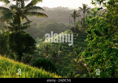 Terrazze di riso Jatiluwih, Bali, Indonesia Foto Stock
