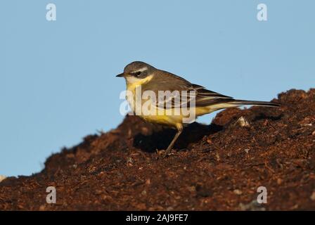 Primo inverno maschio Alaskan Wagtail giallo Foto Stock