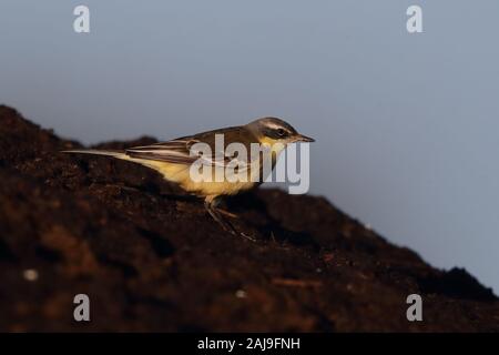 Primo inverno maschio Alaskan Wagtail giallo Foto Stock