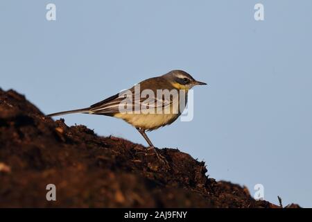 Primo inverno maschio Alaskan Wagtail giallo Foto Stock