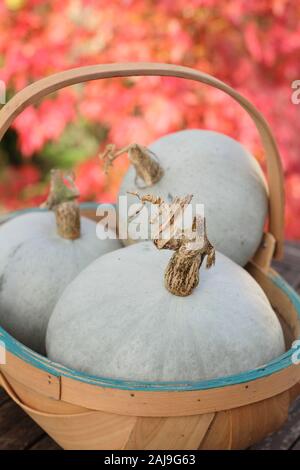 La Cucurbita maxima "Crown Prince'. Appena raccolto cresciuto in casa Crown Prince squash in un trug in un giardino d'autunno. Regno Unito Foto Stock