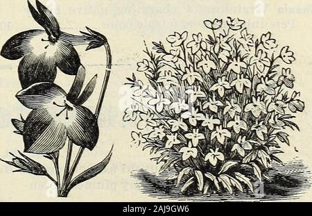 Catalogo di primavera di John Saul è di nuovo, rare e di splendidi fiori e giardino semi, &c 1885 . Hollyhock doppia. L'onestà. Viola 05 Bianco 10 molto carina biennali.Iberis Sempervirens. Un ardito arbustiva Candy-ciuffo, fiori bianco 10 Lilium Lancifolium rubrum. Bianco, macchiato con crimson 10 Lancifolium roseum 10 Bulbiferum aurantiacum 10 Album. Bianco 10 Fulgens 10 Lobelia. Cardinalis. Picchi di scarlatto ricchi di fiori 25 Siphilirica punte di ricco blu , 25 belle varietà miscelato 25 Reine Victoria. I picchi di fine della ricca crimson fiori 25. Lobelia.Lupinus Hartwegii. I picchi di lunga di fiori blu 05 Polyphyllus Foto Stock