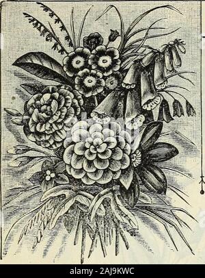 Catalogo di primavera di John Saul è di nuovo, rare e di splendidi fiori e giardino semi, &c 1885 . Zinnia. JOHN SAULS CATALOGO DELLE SEMENTI DI FIORI. - Piante perenni - Foto Stock