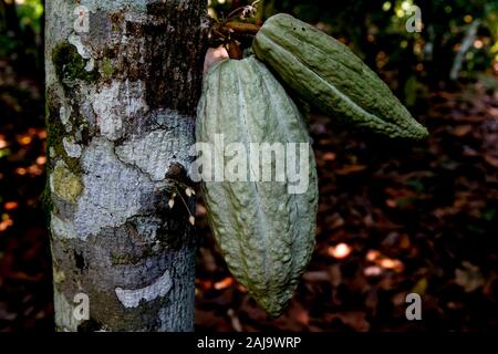 La piantagione di cacao nei pressi di Agboville, Costa d'Avorio Foto Stock