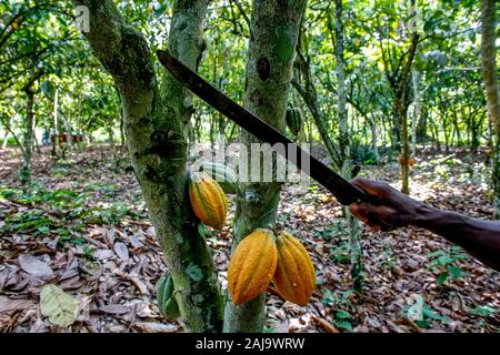 Raccolto di cacao in una piantagione nei pressi di Agboville, Costa d'Avorio Foto Stock