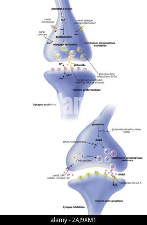 Epilessia Foto Stock