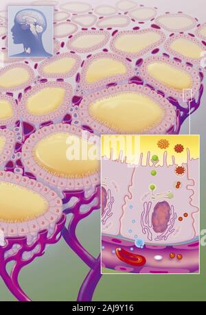 Situazione, tiroide follicoli in sezione, delle cellule follicolari e il funzionamento. Sullo sfondo, tagliare la tiroide con follicoli della tiroide. In cartuccia, follicu Foto Stock