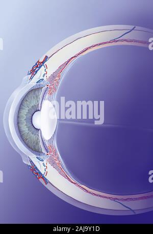 Canale di Schlemm dettaglio eye catch, trabeculum, umor acqueo. La sezione dell'occhio che mostra le principali strutture anteriore dell'occhio con, dietro la cornea, Foto Stock