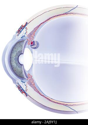 Canale di Schlemm, trabeculum, umor acqueo, trattamenti. Sezione sagittale dell'occhio con, dietro la cornea, la camera anteriore, l'iride e la crys Foto Stock