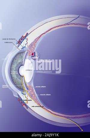 Canale di Schlemm, trabeculum, umor acqueo, trattamenti. Sezione sagittale dell'occhio con, dietro la cornea, la camera anteriore, l'iride e la crys Foto Stock