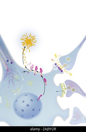 Neurone con grovigli processo di degenerazione, placca senile, trattamenti. Neurone nel sistema nervoso centrale colpiti da anomale la segmentazione di APP Foto Stock