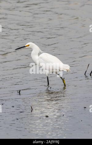 Un po 'di Egret (Egretta garzetta al Merced National Wildlife Refuge nella Valle Centrale della California Foto Stock