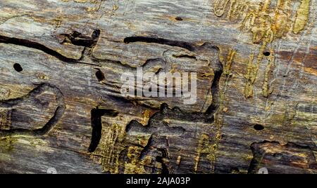 Termiti mangiare vecchia e decadente doghe in legno Foto Stock