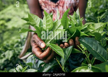 Lavoratore di tè planation. La donna che mostra le foglie di tè in palm, Sri Lanka Foto Stock