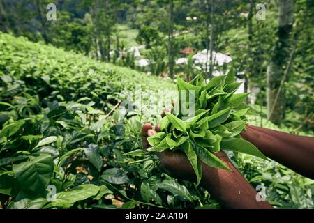 Lavoratore di tè planation. La donna che mostra le foglie di tè in palm, Sri Lanka Foto Stock