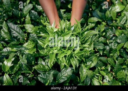 Lavoratore di tè planation. La donna che mostra le foglie di tè in palm, Sri Lanka Foto Stock