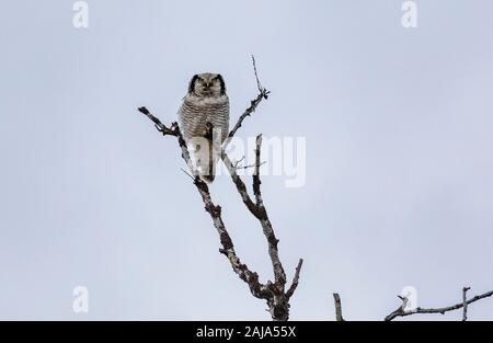 Northern hawk-gufo, surnia ulula, seduti in un albero, Abisko, Arctic Svezia. Foto Stock