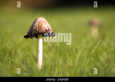 Shaggy Inkcap fungo (Coprinus comatus) che cresce su un prato in autunno. Tipperary, Irlanda Foto Stock