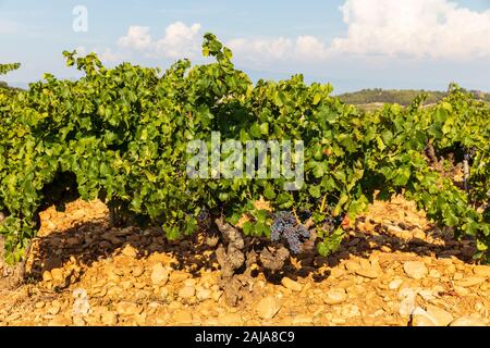 Vigneti vicino a Chateauneuf du Pape, Provenza, Francia, uno dei migliori vini con denominazione in tutto il mondo Foto Stock