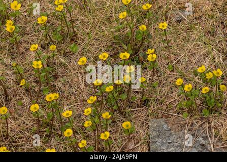 Ranuncolo neve, Ranunculus nivalis, in fiore nella neve alta melt area, Abisko, Arctic Svezia. Foto Stock