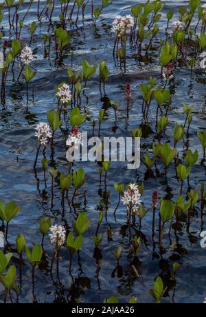 Bogbean, Menyanthes trifoliata, crescendo in acido freddo nord del lago. Foto Stock