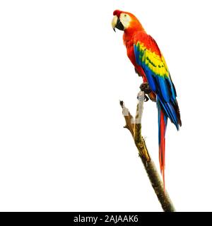 Scarlet Macaw bird seduta sul ramo, isolato su sfondo bianco. Foto Stock