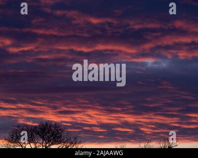 Un vasto cielo di nuvole Cumulus appesa sopra un albero al tramonto Foto Stock