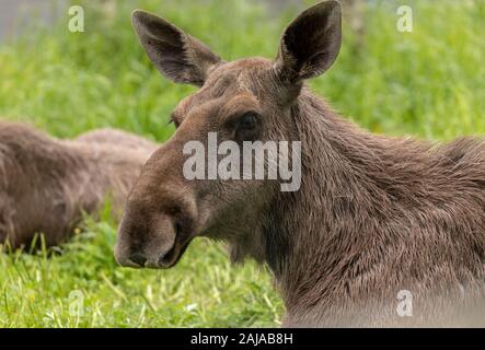 Alce femmina, Alces alces, nel bosco di betulle, Norvegia. Foto Stock