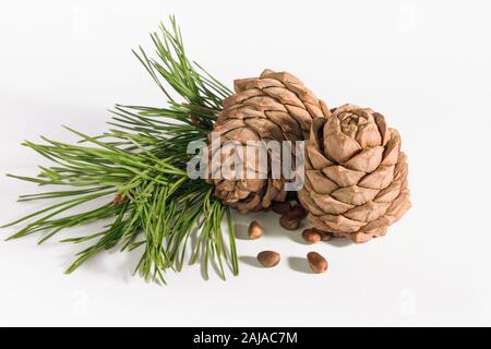 Close-up, isolare i coni di cedro con filiali e i dadi Foto Stock