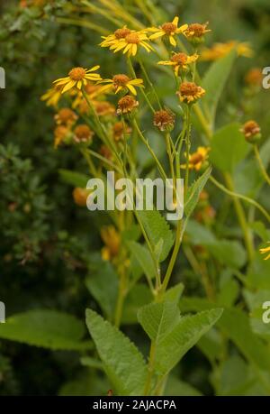 Alpine erba tossica, Jacobaea alpina in fiore nelle Alpi. Foto Stock