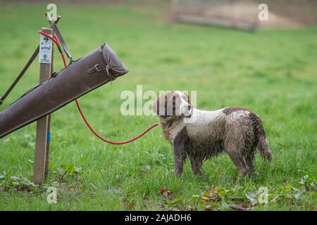 English Springer spaniel cane Foto Stock