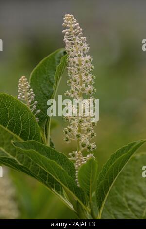 Indian Poke, phytolacca acinosa, in fiore. Tossico e piante medicinali. Foto Stock